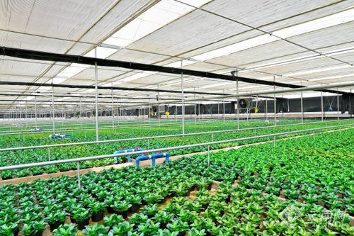 云南彌勒 一花一葉 開出鄉(xiāng)村振興 致富花