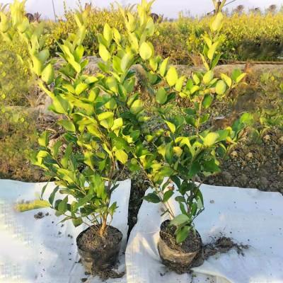 大葉女貞苗 大葉女貞樹苗價(jià)格_綠化苗木_農(nóng)業(yè)/畜牧_產(chǎn)品_企騰網(wǎng)工廠