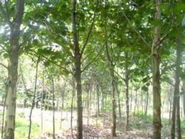 苗木法桐供應信息 苗木法桐批發 苗木法桐價格 找苗木法桐產品上