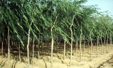 【法桐、櫻花、桂花、龍柏、垂柳--綠化苗木!】價格_廠家_圖片 -