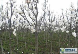 大量0白玉蘭等優(yōu)質(zhì)綠化苗木_農(nóng)副產(chǎn)品_世界工廠網(wǎng)中國產(chǎn)品信息庫