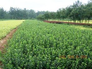 芝櫻批發(fā)商 供應(yīng)山東有品質(zhì)的苗木,芝櫻批發(fā)商 供應(yīng)山東有品質(zhì)的苗木生產(chǎn)廠家,芝櫻批發(fā)商 供應(yīng)山東有品質(zhì)的苗木價格