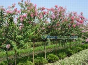 供應(yīng)咨詢優(yōu)質(zhì)紫薇 前來參觀5cm紫薇苗木 紫薇基地信息 1391_農(nóng)副產(chǎn)品_世界工廠網(wǎng)中國(guó)產(chǎn)品信息庫