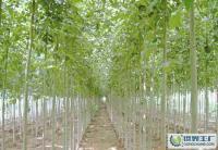 綠化苗木,喬木,灌木,白蠟[供應(yīng)]_綠化苗木_世界工廠網(wǎng)中國(guó)產(chǎn)品信息庫