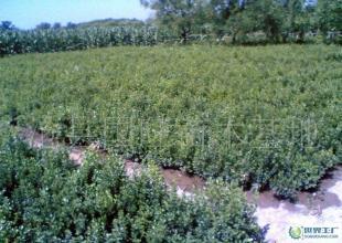 批發(fā)銷售綠化苗木小葉黃楊_農(nóng)副產(chǎn)品_世界工廠網(wǎng)中國(guó)產(chǎn)品信息庫