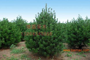 天津衛(wèi)矛球行情 想要易成活的苗木就來(lái)增盛苗木,天津衛(wèi)矛球行情 想要易成活的苗木就來(lái)增盛苗木生產(chǎn)廠家,天津衛(wèi)矛球行情 想要易成活的苗木就來(lái)增盛苗木價(jià)格