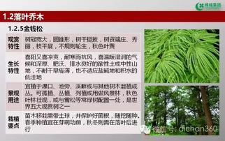 綠城集團園林軟景苗木圖譜 全套