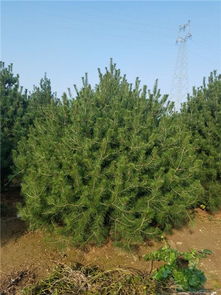 動物種苗價格 泰安苗木價格 苗木 平盛苗圃圖批發(fā)價格 泰安市