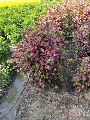 【興輝園藝場彩葉扶桑球形袋苗銷售】綠化苗木,價格,廠家,供應商,花木,龍海市東泗興輝園藝場 - 產品庫