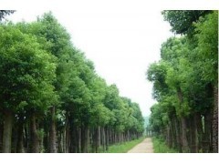 浙江香樟價格|喬灌木|綠化苗木|供應信息|597苗木網