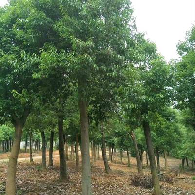 紅果冬青苗木產地 截桿發冒紅果冬青苗木供應