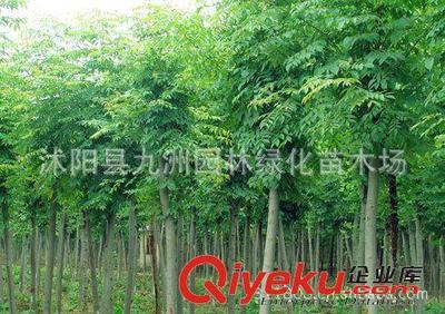 批發華山松,羅漢松,雪松,規格全,貨源足。-沭陽縣九洲園林綠化苗木場提供批發華山松,羅漢松,雪松,規格全,貨源足。的相關介紹、產品、服務、圖片、價格沭陽縣九洲園林綠化苗木場、花卉苗木;苗木種子;景觀木屋