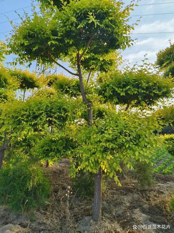 河北移栽造型金葉榆苗木,打造特色景觀,獲取專(zhuān)業(yè)報(bào)價(jià)