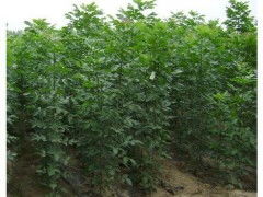 白蠟小苗價格 供應產品 河南鄢陵中原苗木培育基地