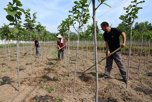 南召縣產業扶貧 立體化 布局 群眾致富有 良方