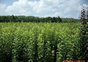 桃形李,花木,苗木,綠化苗,果苗,_農副產品_世界工廠網中國產品信息庫