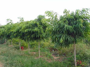 云南 加強領導 強化服務 紅河州觀賞苗木產業異軍突起