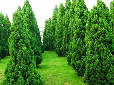 苗木種植需防范的五大風(fēng)險