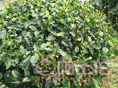 球形含笑袋苗 優質綠化苗木的選擇