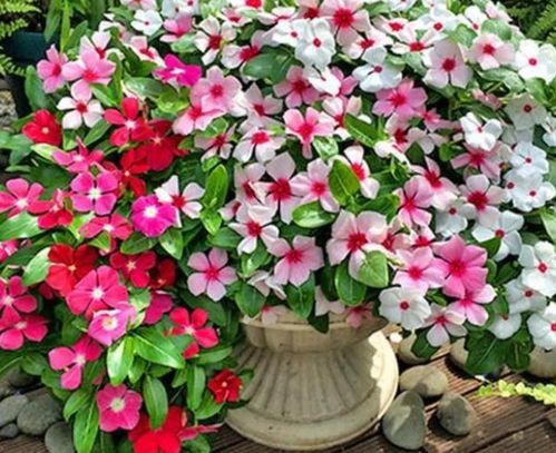 花期超長(zhǎng)的4種花卉，一開花就是大半年，還好養(yǎng)