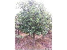 長沙市雨花區(qū)瑞達(dá)綠化苗木場花卉種植產(chǎn)品展示