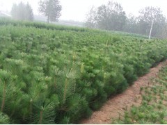 花卉苗木供應(yīng) 黑松、側(cè)柏、油松種植指南與市場前景