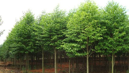 奉新綠霖苗木專業合作社 專業花卉種植，綻放鄉村經濟新活力