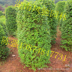 湖南風馳園林 精品小葉雨針柱形樹，綠化苗木的專業供應商