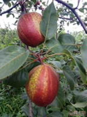 黃金梨苗種植與管理指南 栽種時間、水肥控制與生長表現