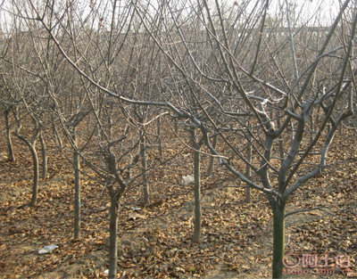 泰安青聯苗木 專業供應優質垂絲海棠，打造高性價比綠化方案